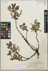 Foto von Salix glauca L.